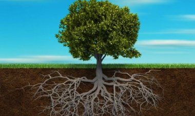 A Importância de Conectar-se com Suas Raízes: Descobrindo Prioridades e Sonhos